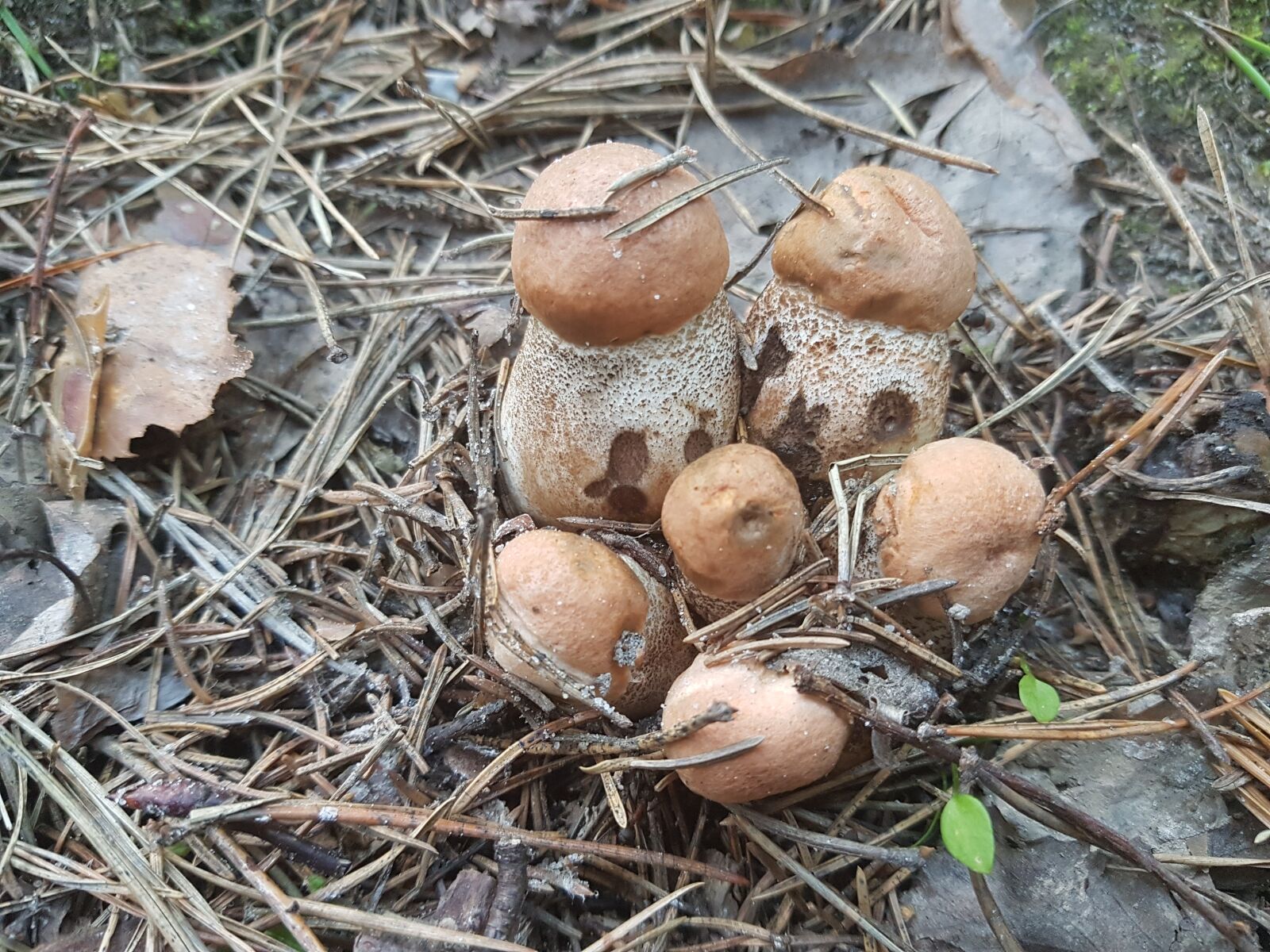 Samsung Galaxy S7 sample photo. White, mushroom, mushrooms photography