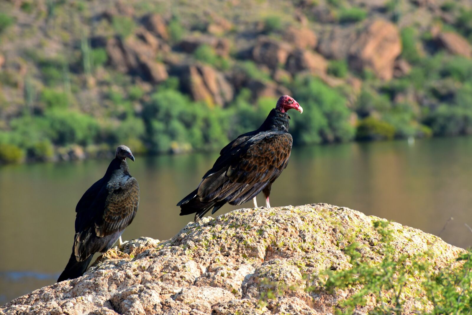 Nikon D3400 sample photo. Arizona, birds of prey photography