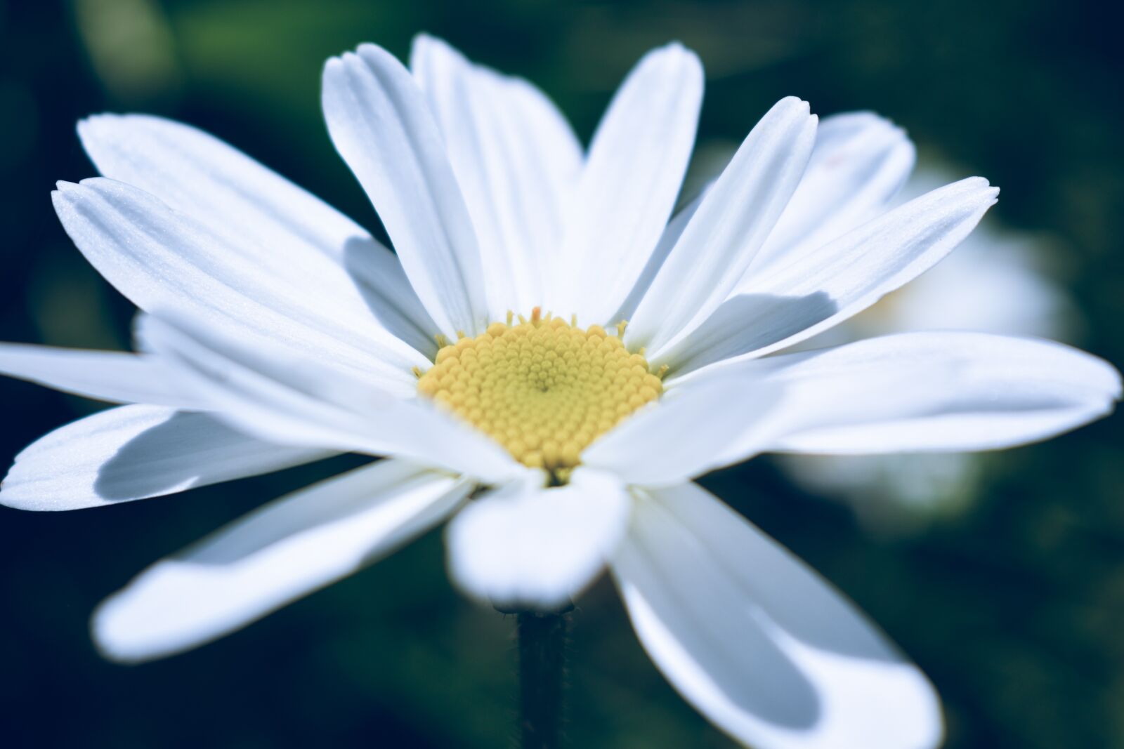 Nikon D5600 sample photo. Daisy, flower, white photography