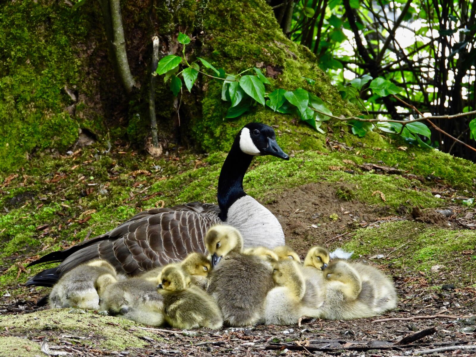 Nikon Coolpix P1000 sample photo. Goslings, chicks, cute photography