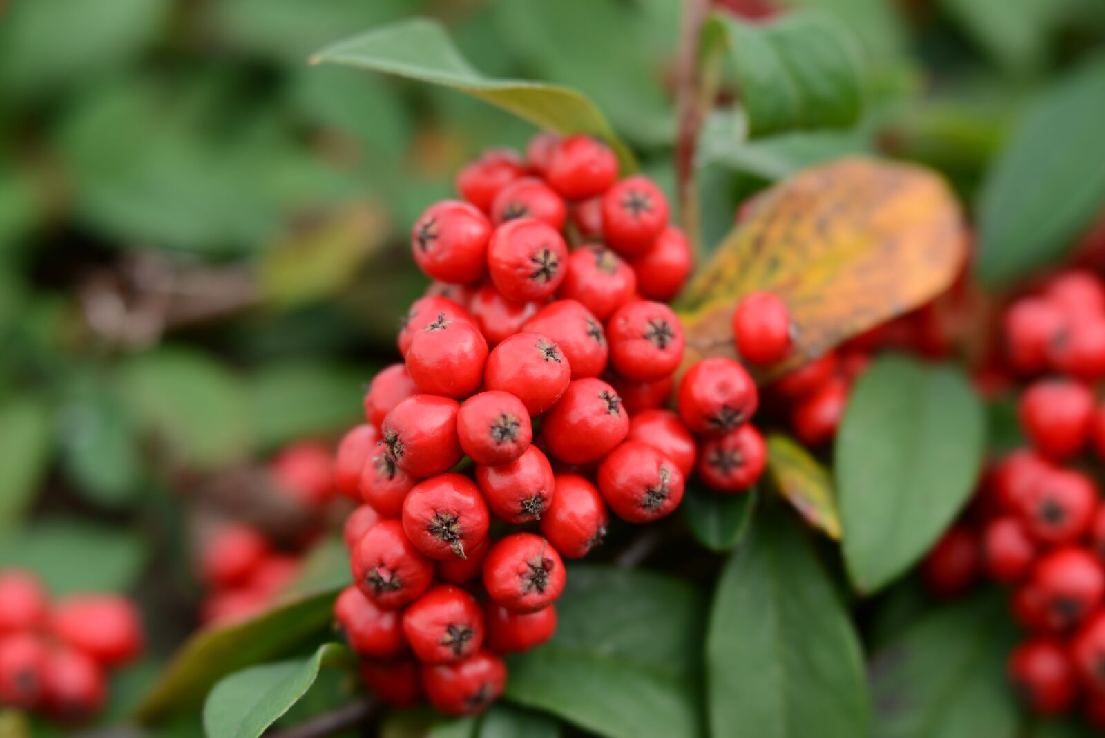 Nikon D600 sample photo. Berries, red, leaves photography