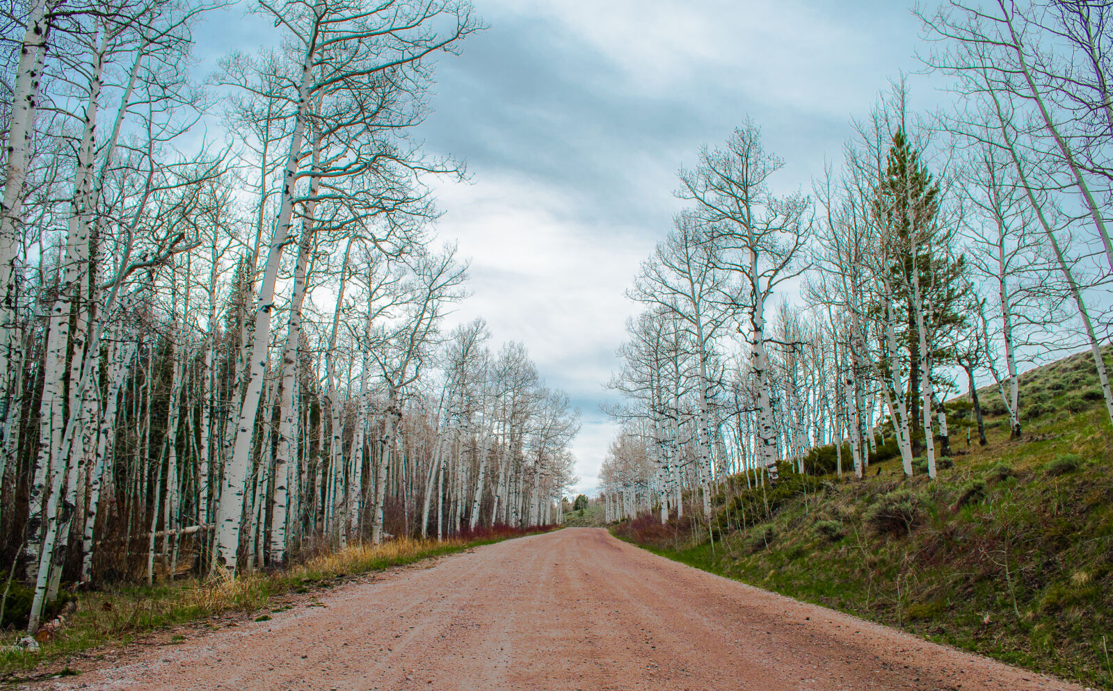 Nikon D5000 sample photo. Dirt, road, path, trees photography