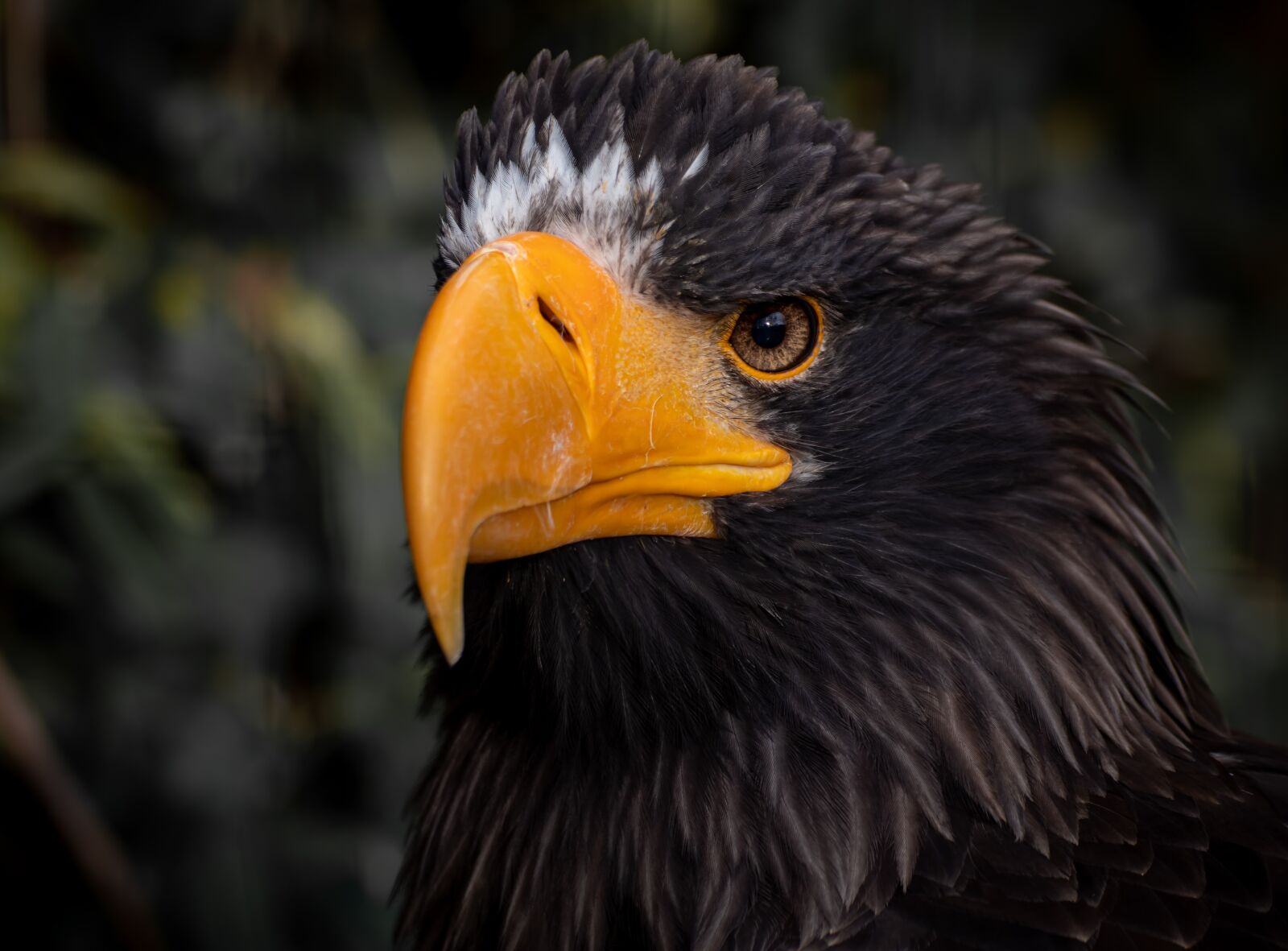 Canon EOS 200D (EOS Rebel SL2 / EOS Kiss X9) sample photo. White tailed eagle, adler photography