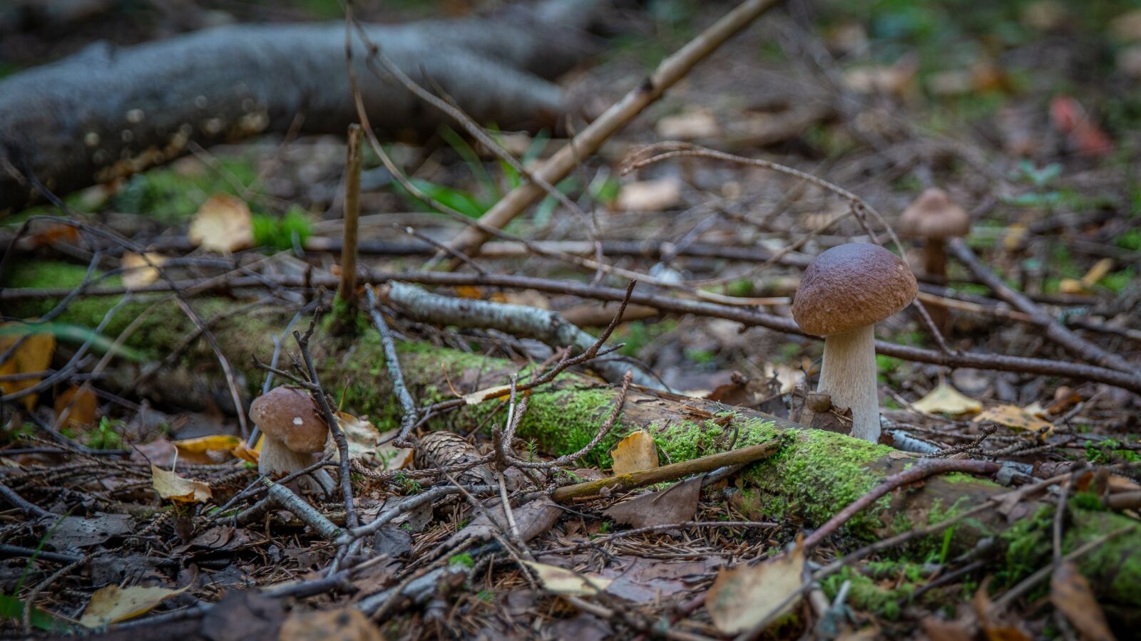 Sony a7R II + Canon EF 24-70mm F2.8L II USM sample photo. Mushrooms, mushroom, forest photography
