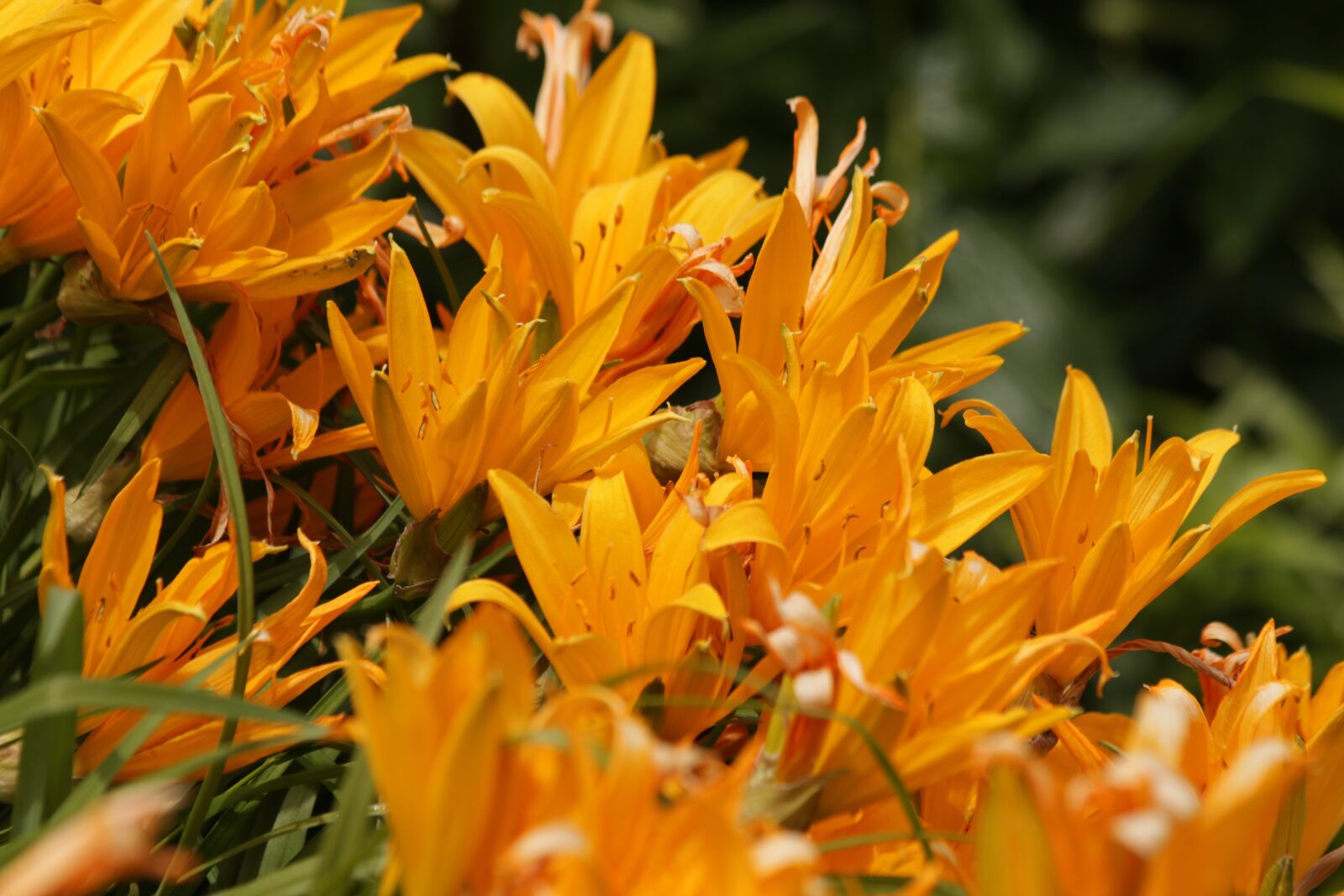 Canon EOS 650D (EOS Rebel T4i / EOS Kiss X6i) sample photo. Saranki, lily, flowers photography