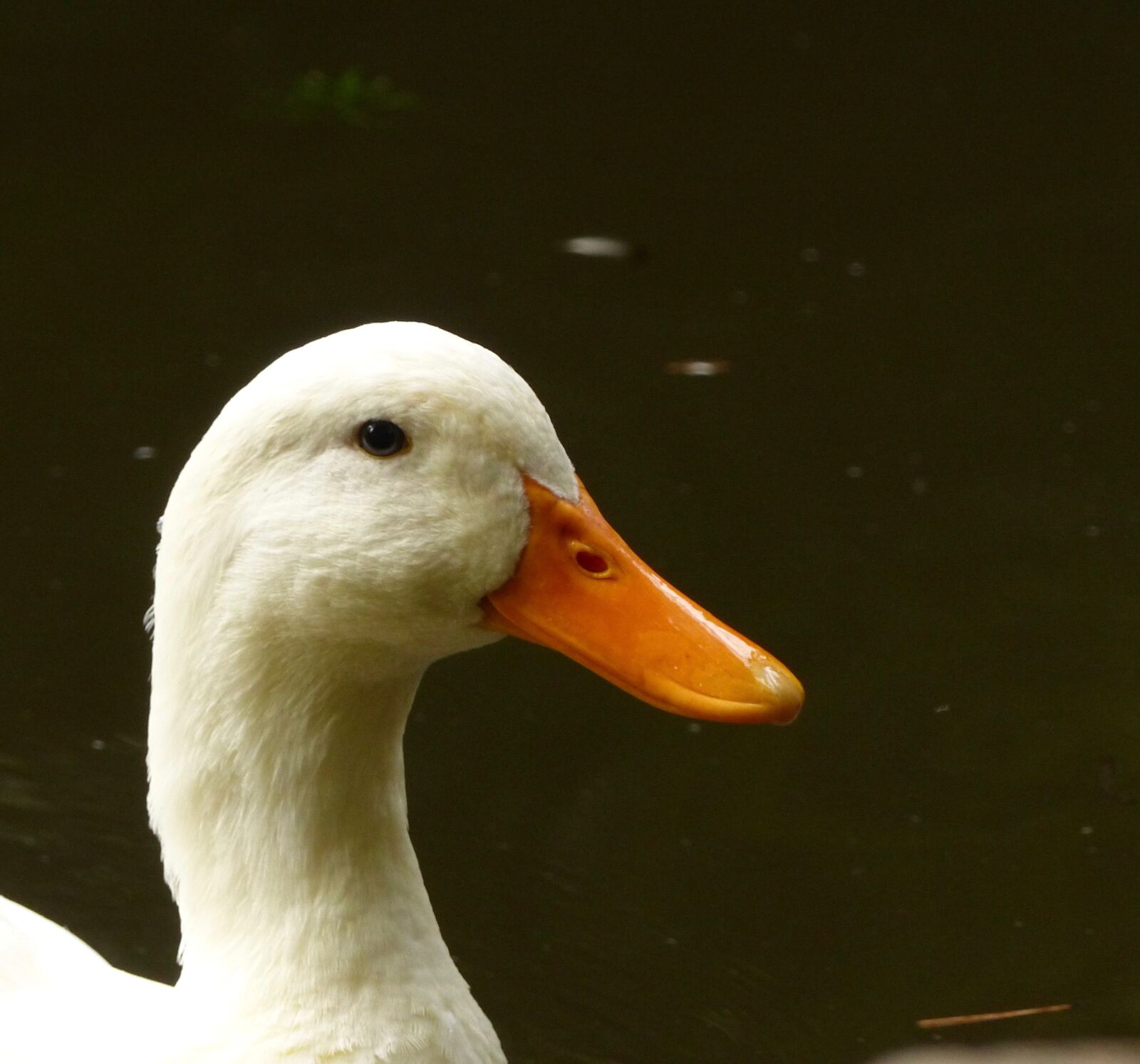 Panasonic Lumix DMC-FZ200 sample photo