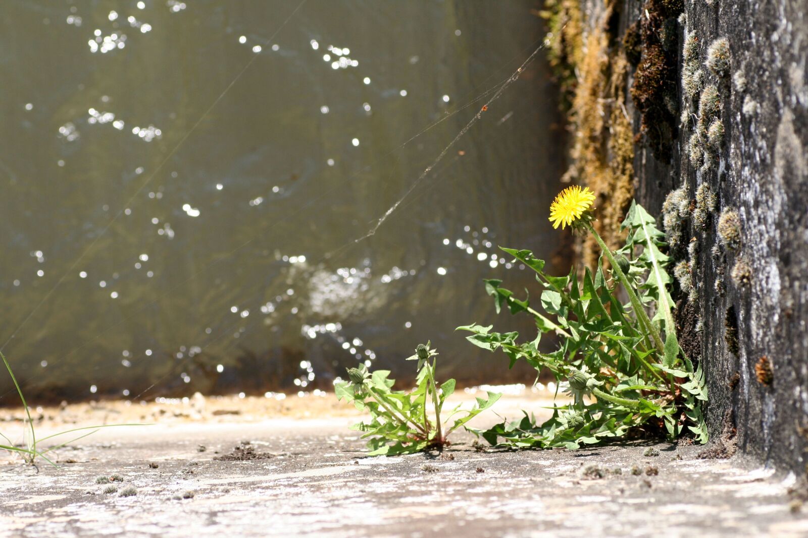 Canon EOS 350D (EOS Digital Rebel XT / EOS Kiss Digital N) sample photo. Concrete, dandelion, flower photography