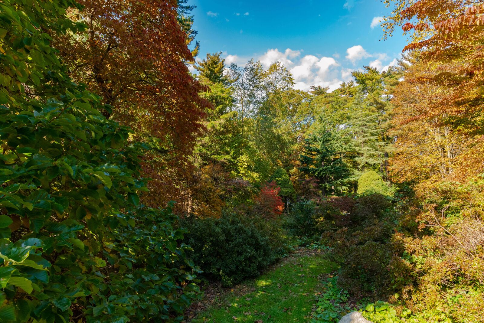Nikon D750 sample photo. Foliage, autumn, trees photography