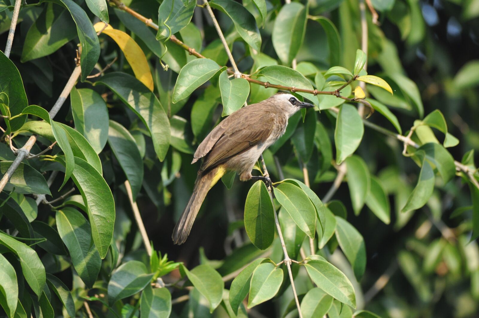 Nikon D90 sample photo. Birds, songbirds, nature photography
