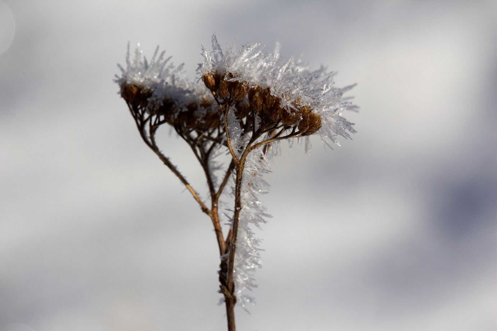 Canon EOS 650D (EOS Rebel T4i / EOS Kiss X6i) sample photo. Ice, grass, herb photography