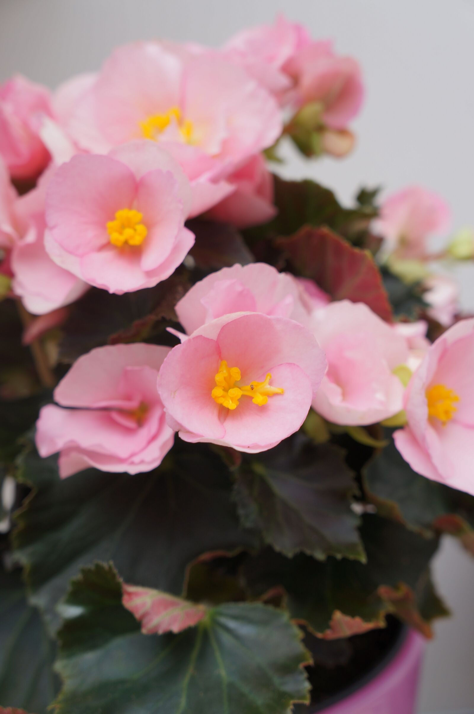 Sony Alpha NEX-5N + Sony E 18-55mm F3.5-5.6 OSS sample photo. Begonia x tuberhybrida, houseplant photography