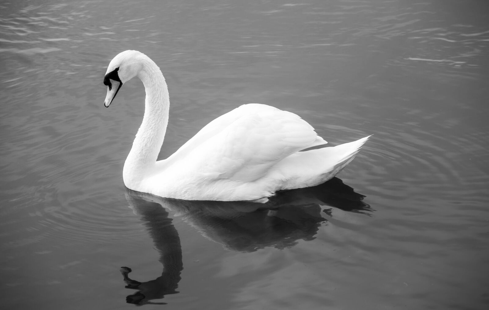 Canon EOS 5D Mark II sample photo. Swan, monochrome, lake photography