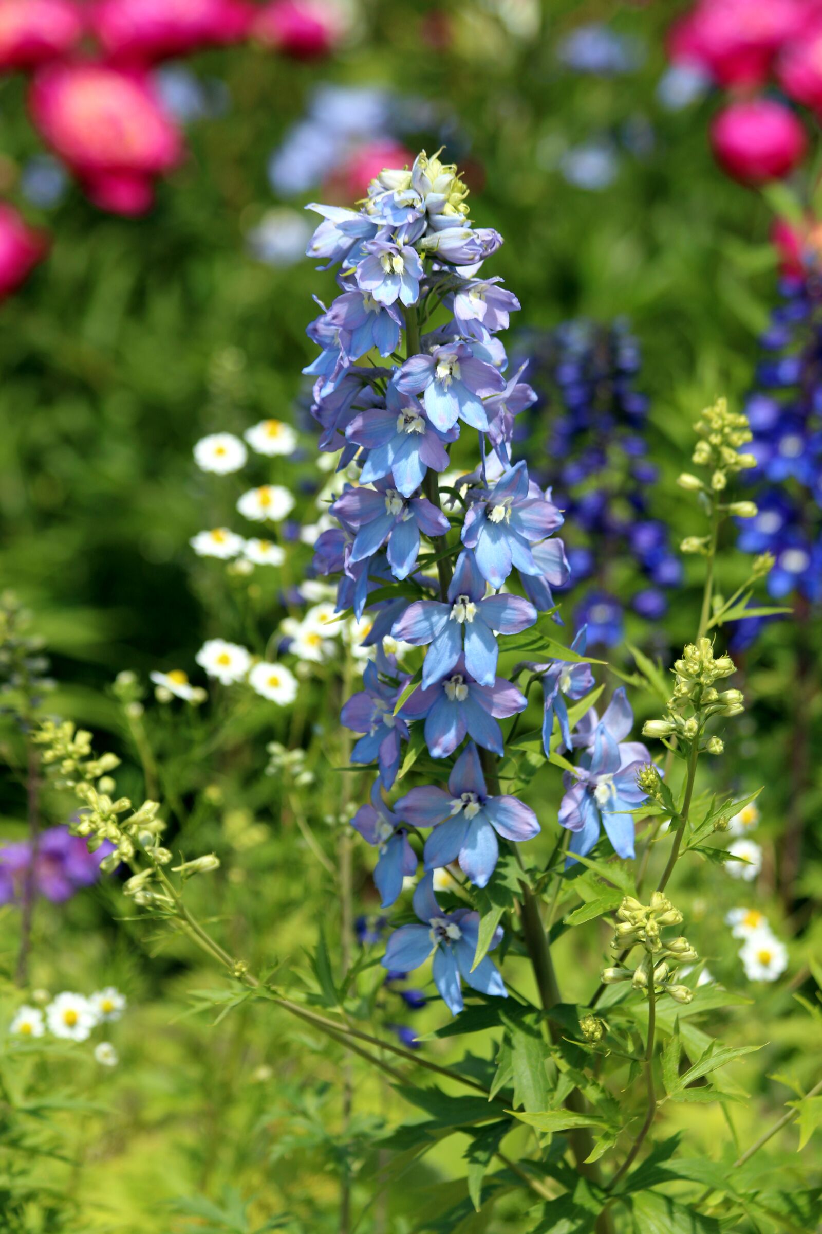 Canon EOS 650D (EOS Rebel T4i / EOS Kiss X6i) sample photo. Bell, blue flower, flower photography