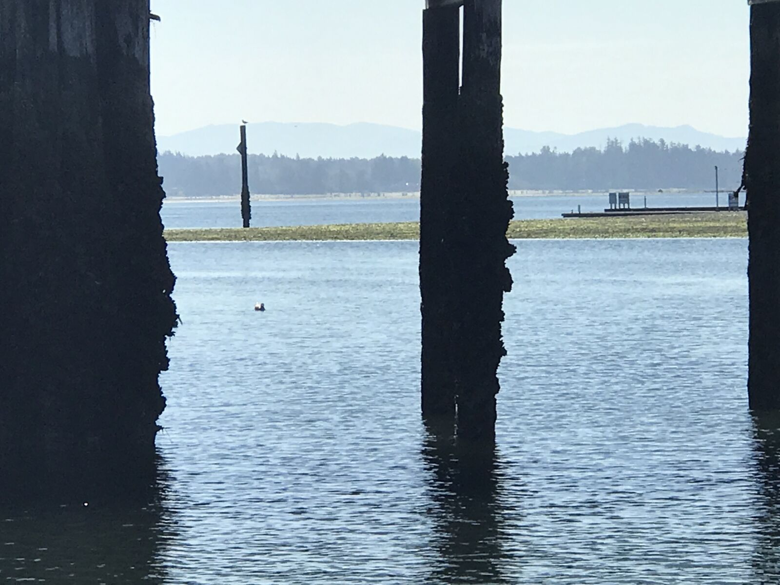 Apple iPhone 7 Plus sample photo. Dock, marine, salish sea photography