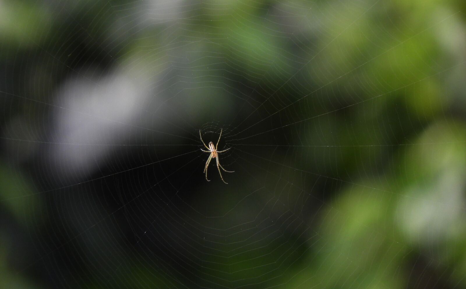 Nikon Coolpix B700 sample photo. Spider, insect, nature photography