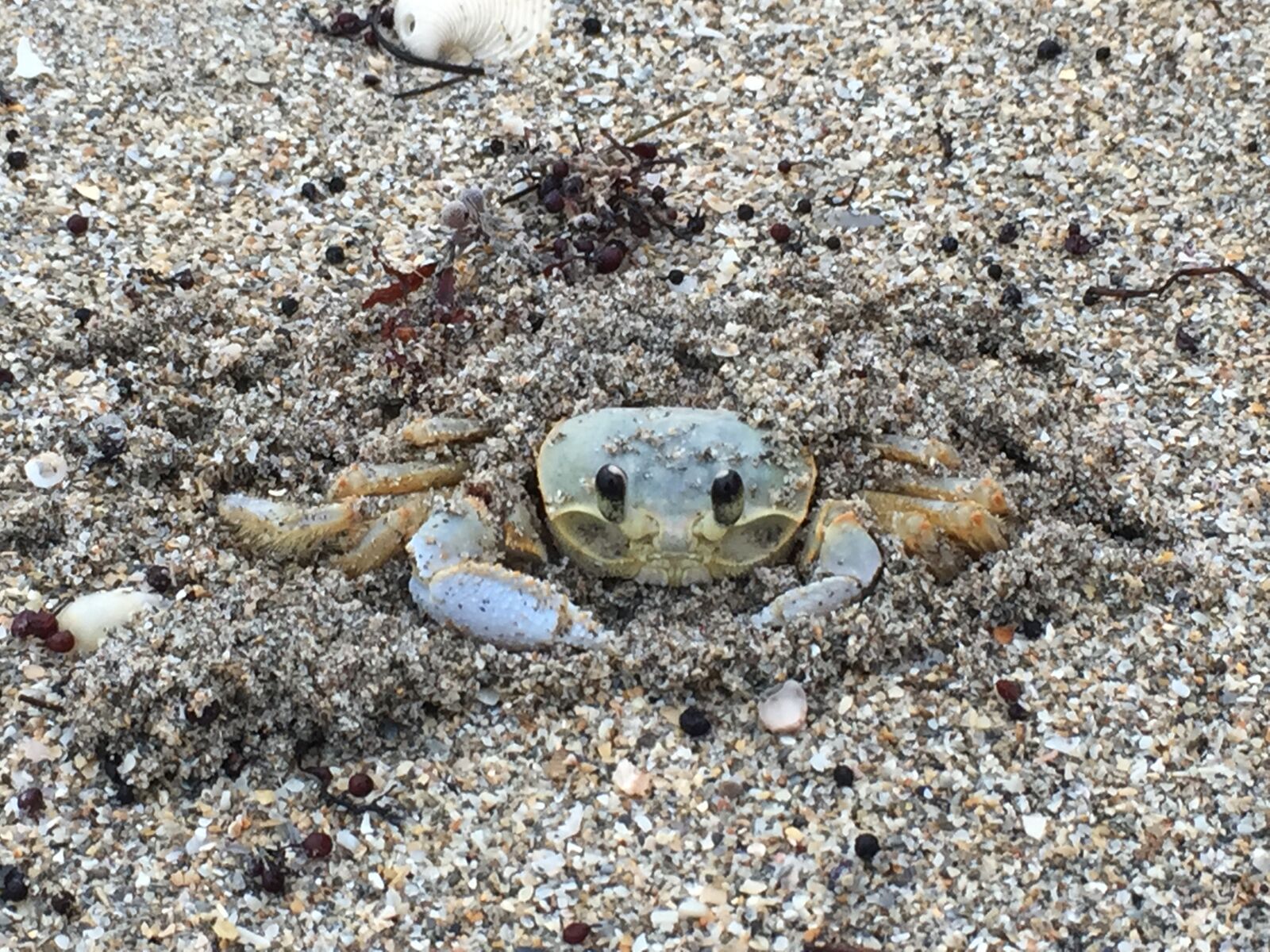 iPhone 6 Plus back camera 4.15mm f/2.2 sample photo. Beach, crab, sand, shore photography