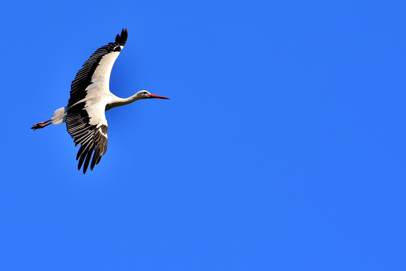 Nikon D7200 sample photo. Stork, flying, wing photography