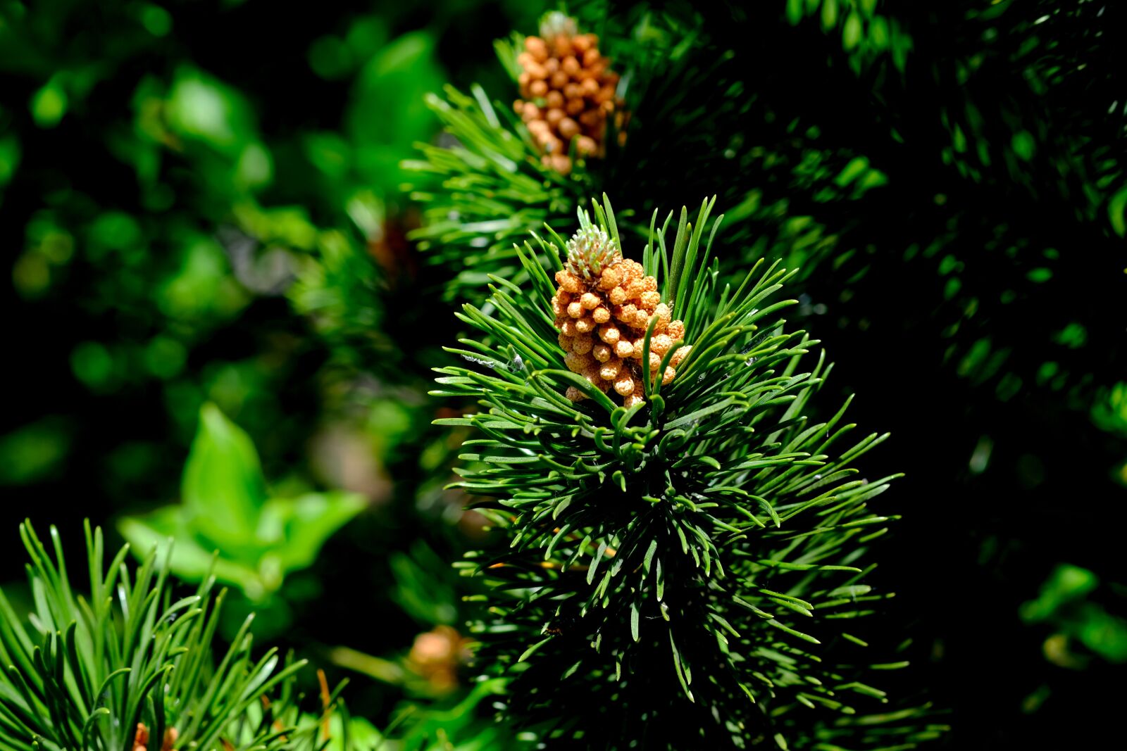 Fujifilm X-T20 sample photo. Pine cones, spruce, conifer photography
