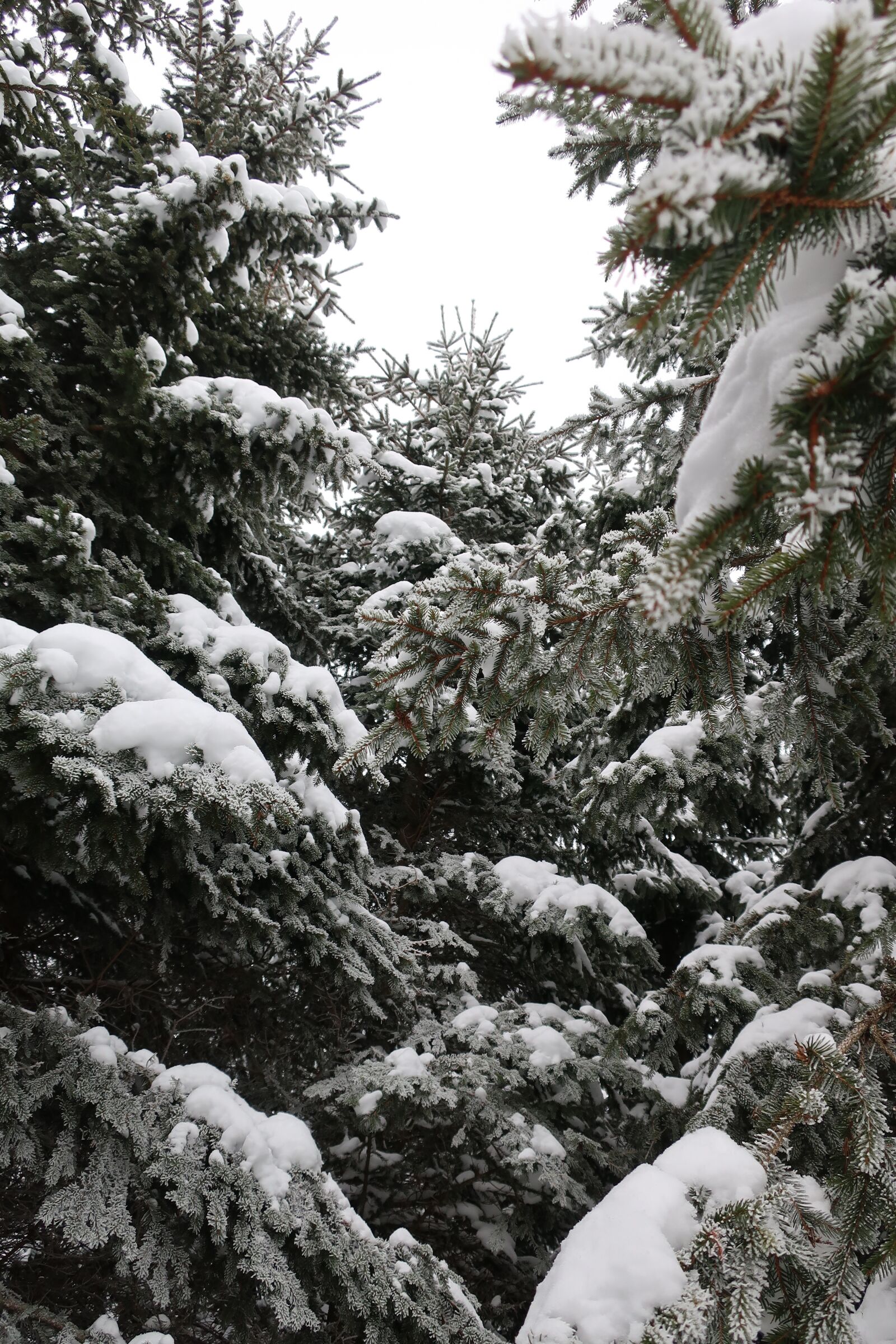 Canon PowerShot G9 X Mark II sample photo. Winter, wintry, trees photography