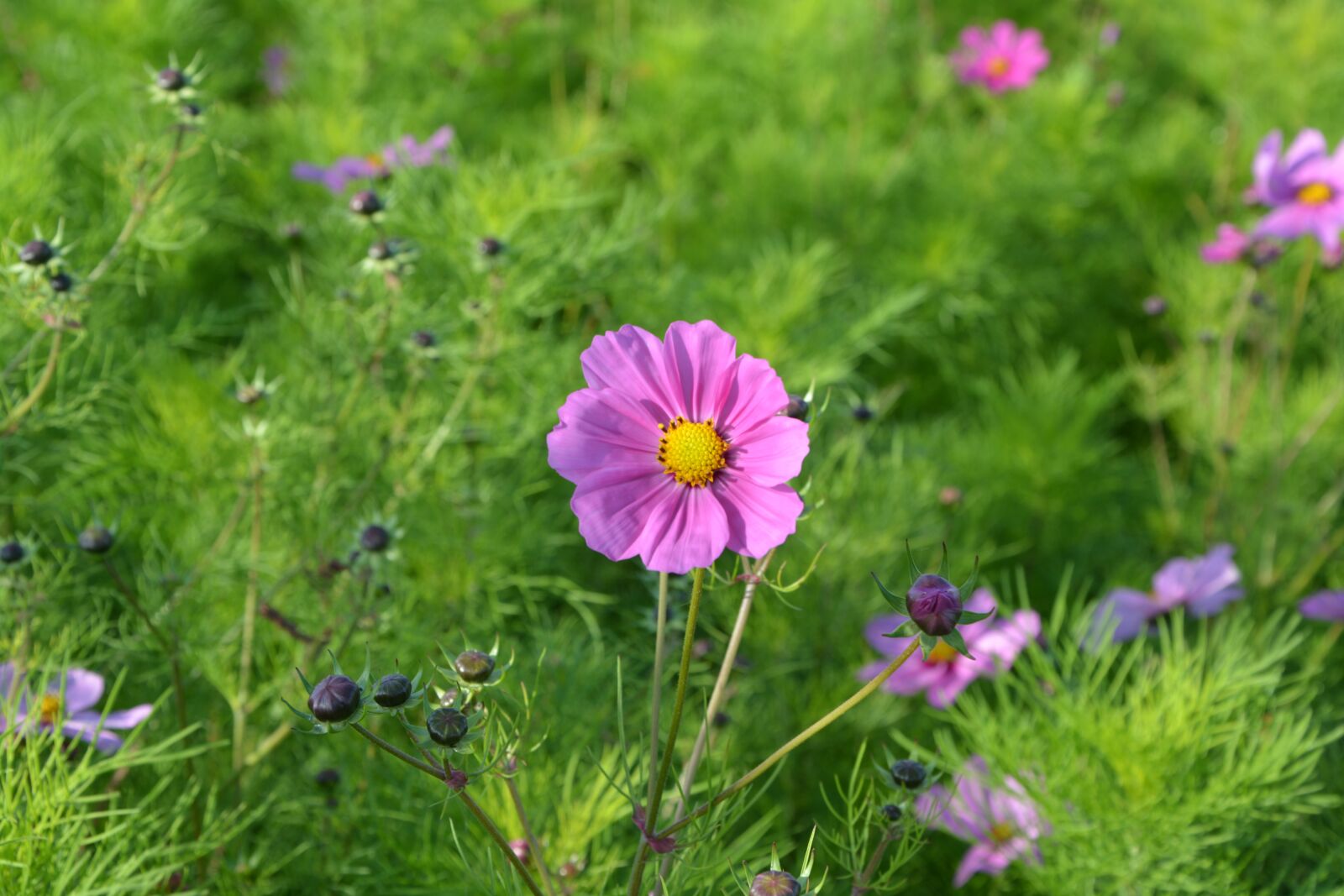 Nikon D5200 sample photo. Pink flowers, corner rustic photography