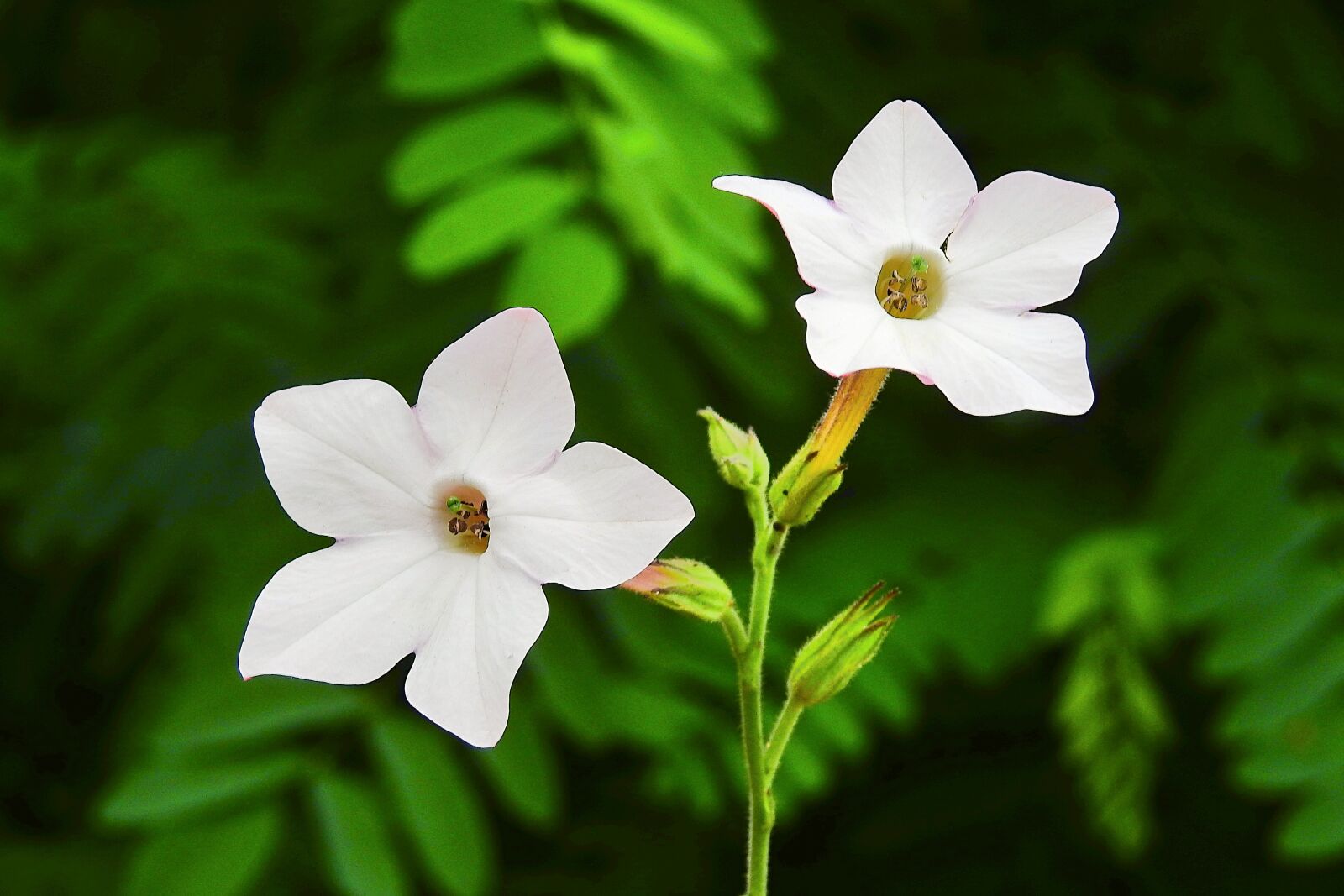 Nikon Coolpix P900 sample photo. White flowers, nature, summer photography