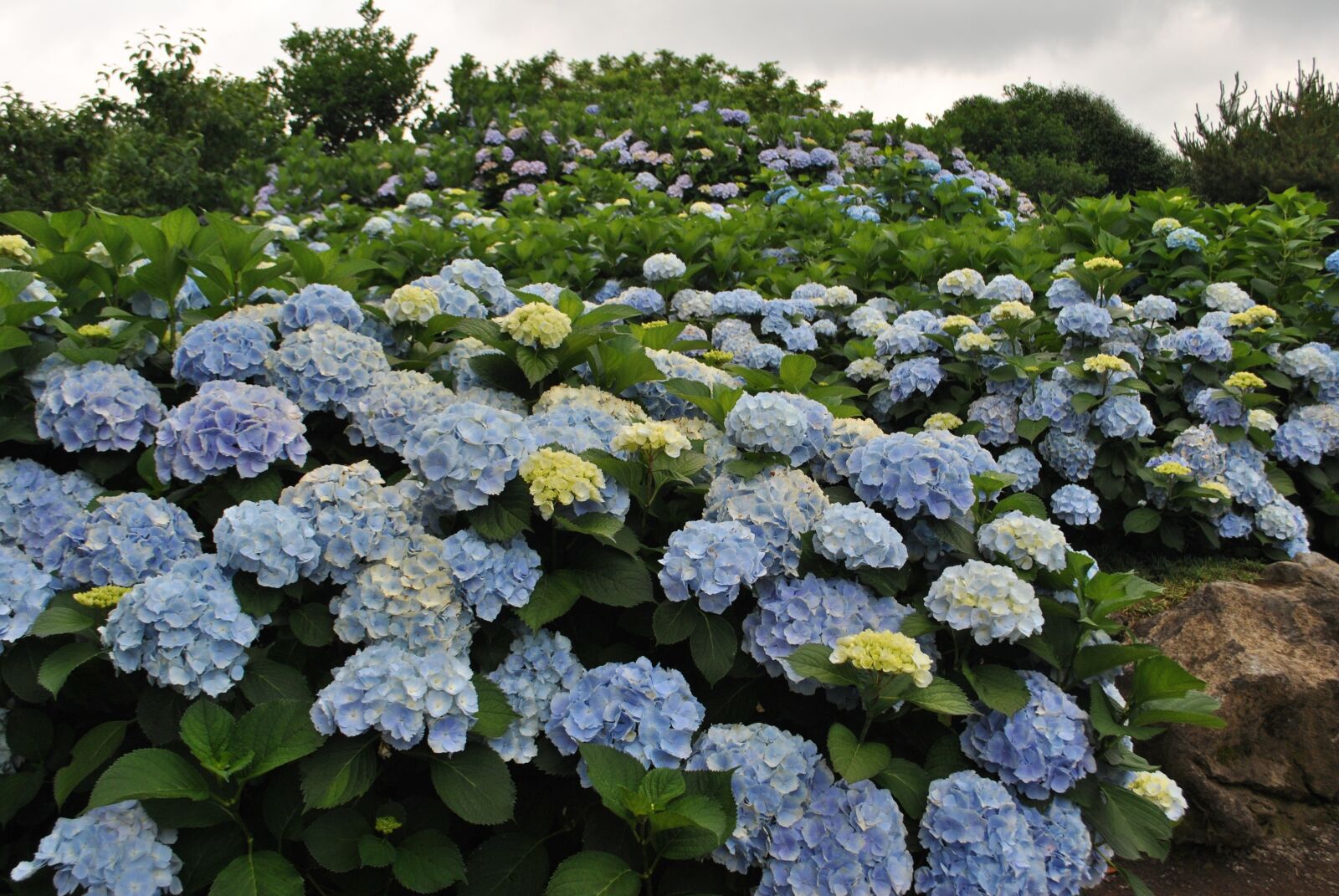 Nikon D3000 sample photo. Hydrangea, flower garden, flowers photography