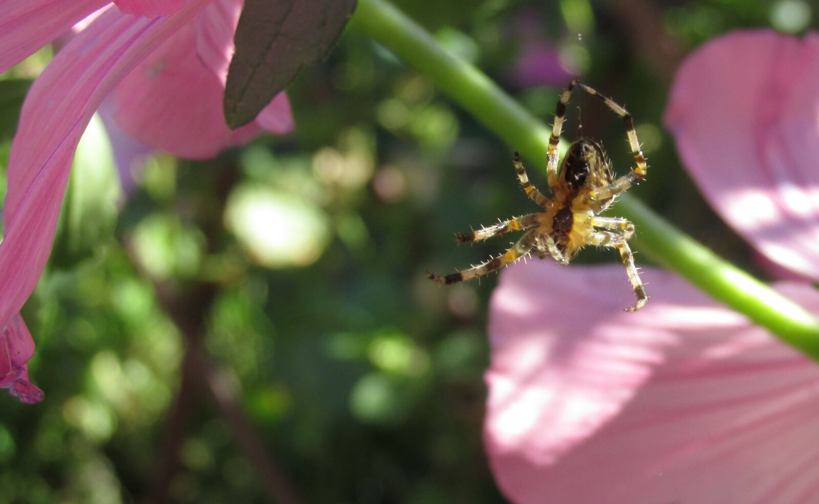 Canon PowerShot SX170 IS sample photo. Spider, macro, nature photography