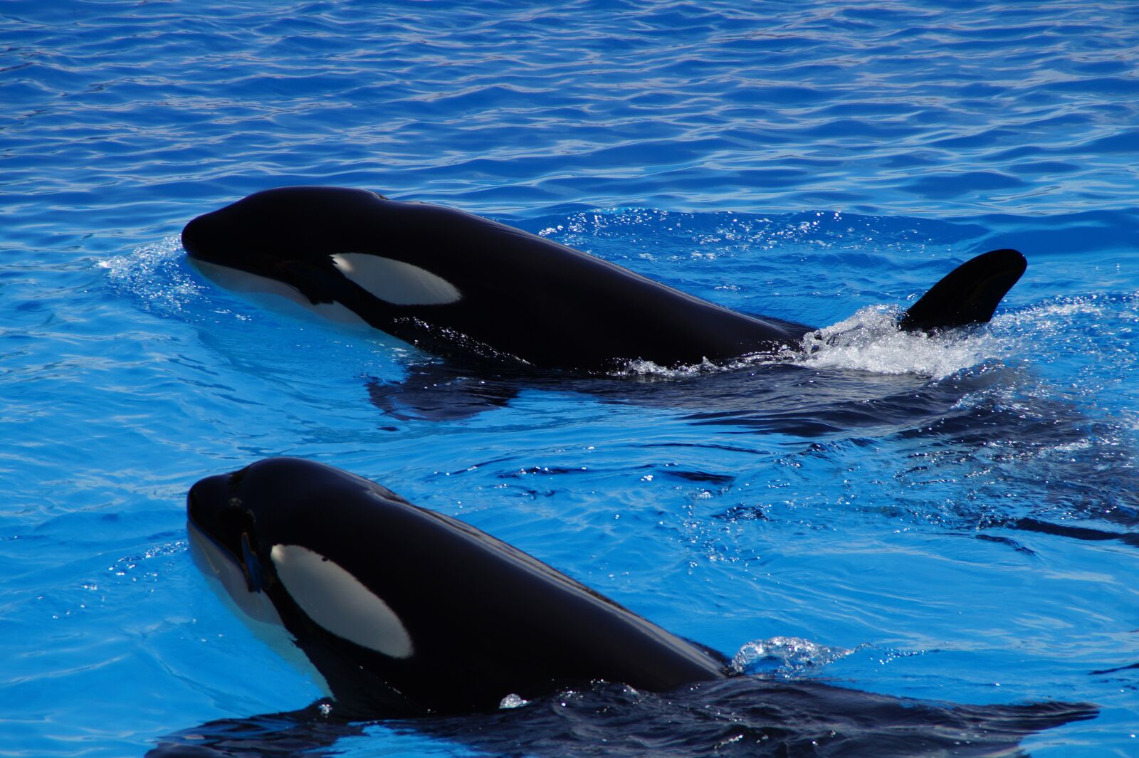 Sony SLT-A58 sample photo. Orca, wal, killer photography