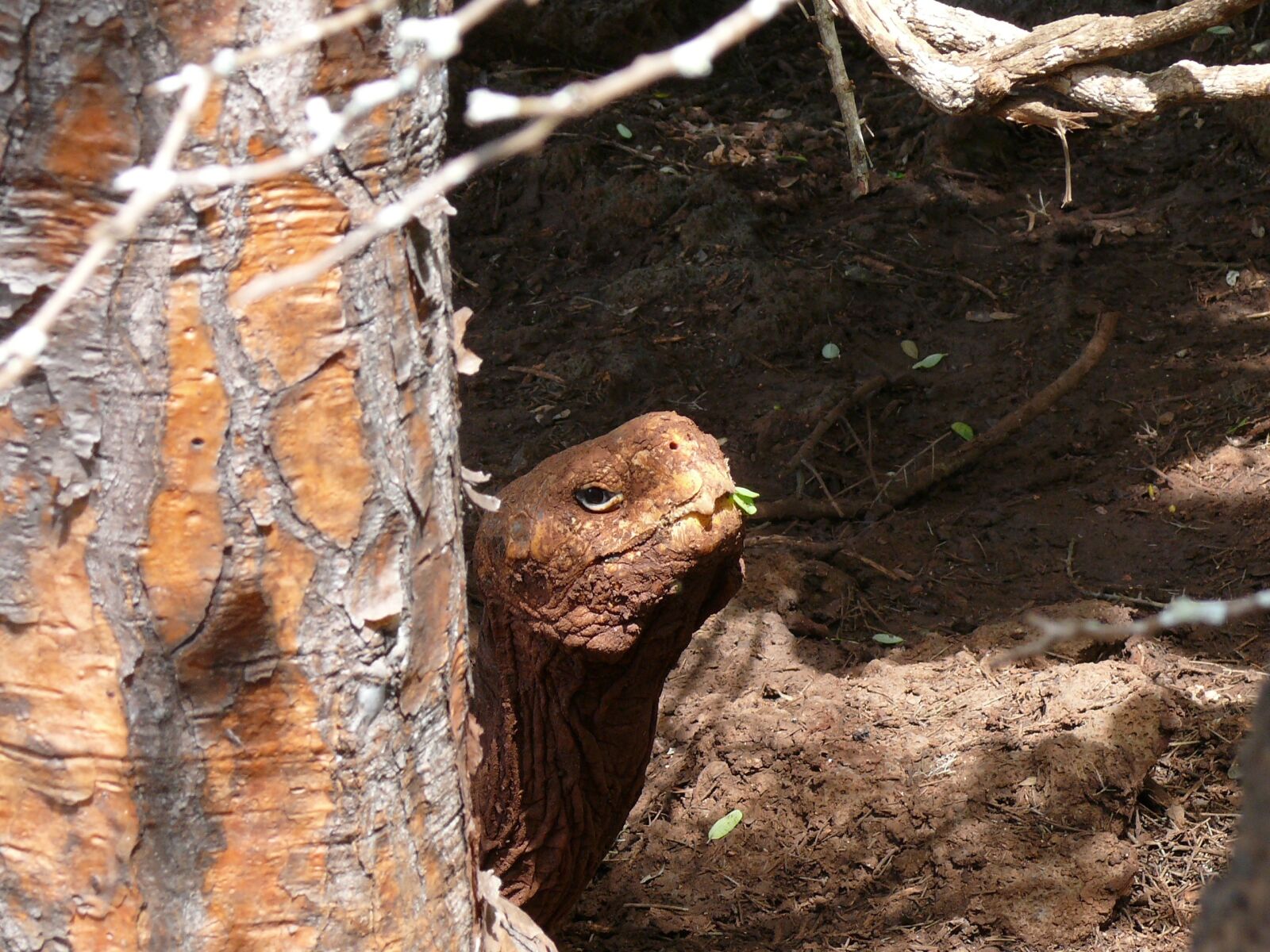 Panasonic DMC-FZ50 sample photo. Earth day, tortoise, galapagos photography