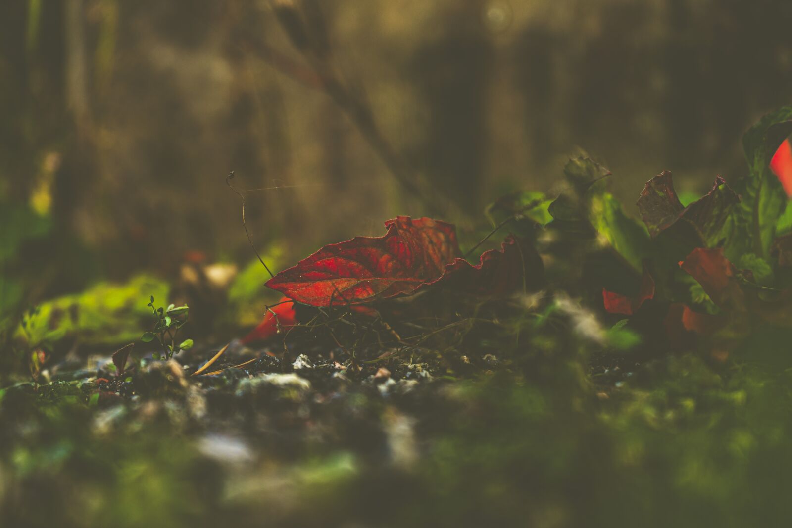 Sony a7 II + Sony FE 28-70mm F3.5-5.6 OSS sample photo. Green, red, nature photography