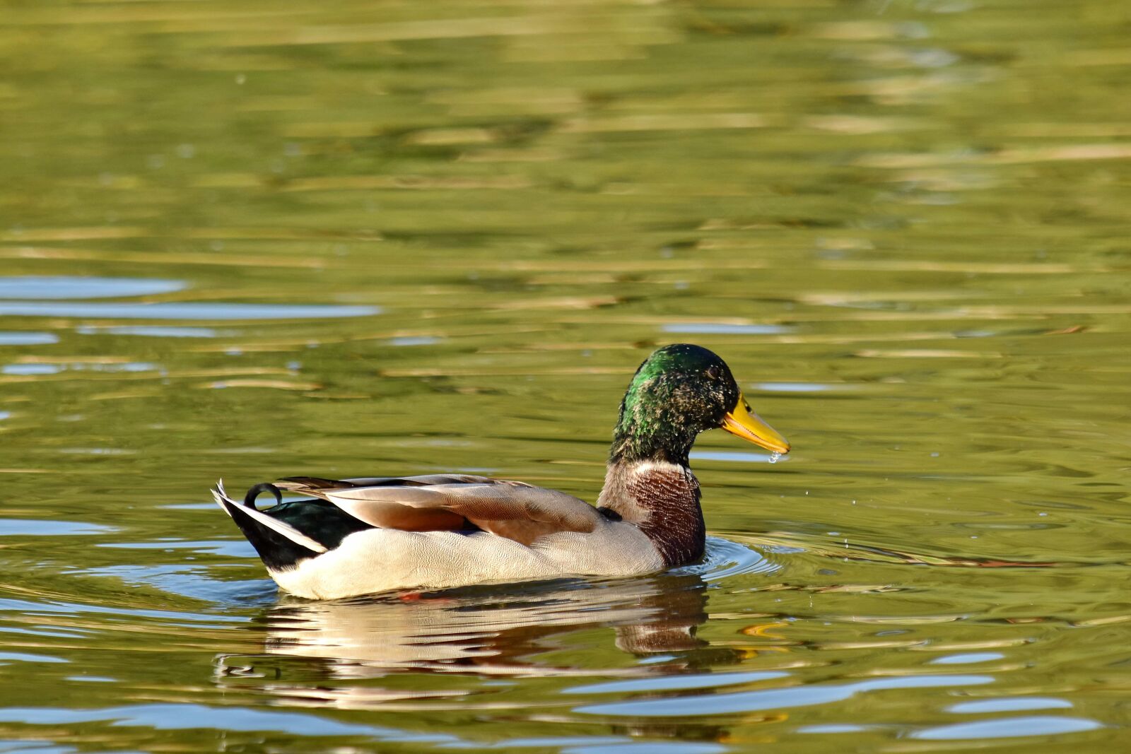 Nikon D5500 sample photo. Colorful, duck, mallard, natural photography