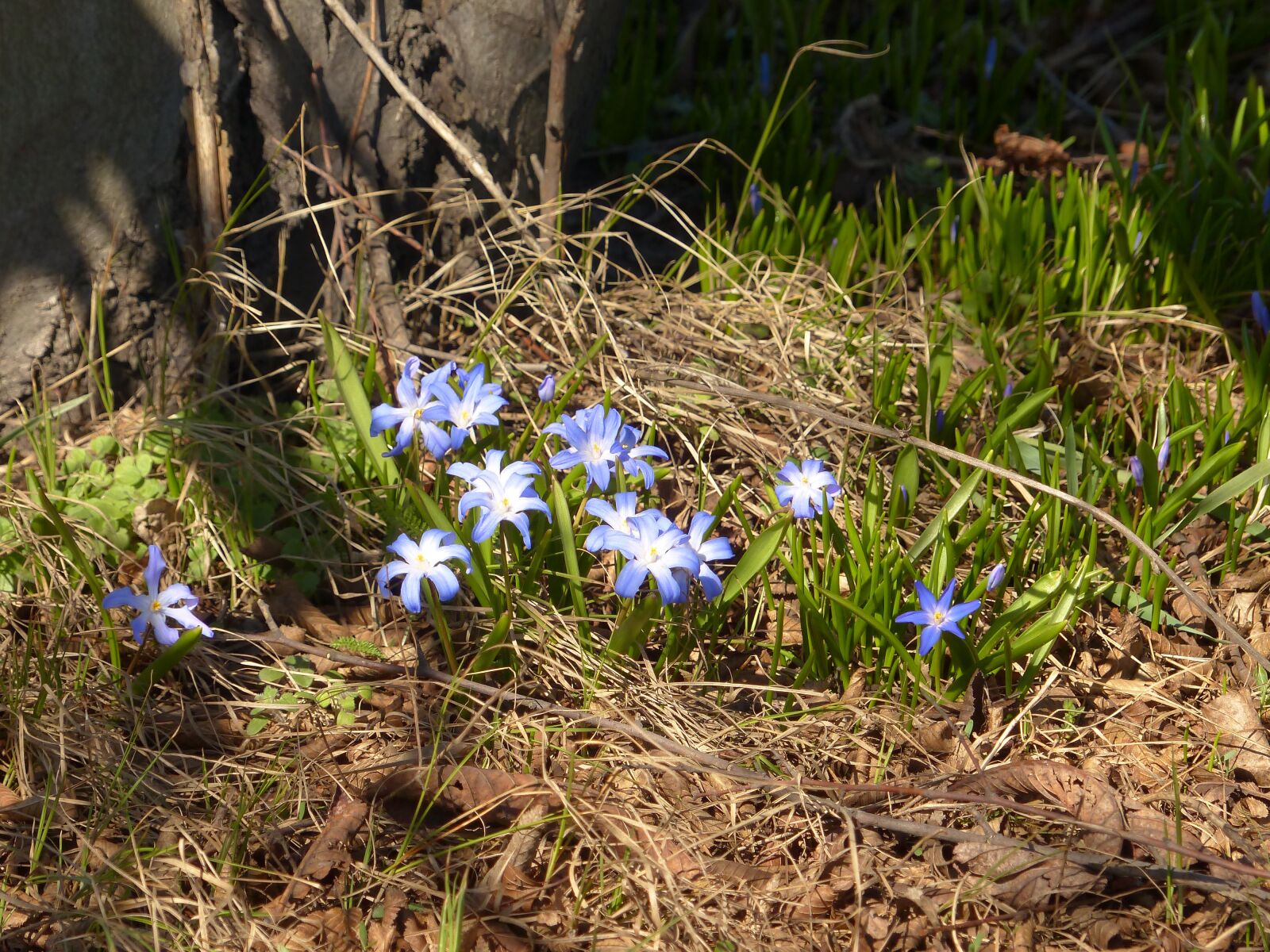 Panasonic Lumix DMC-FZ200 sample photo. Spring, blue flowers, flowers photography