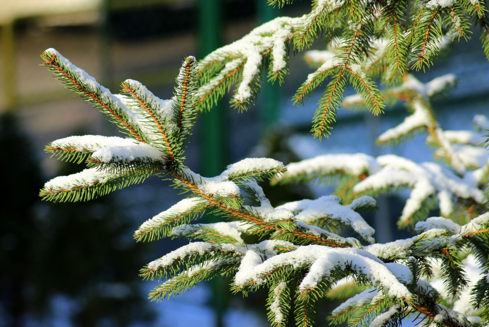 Canon EOS 1200D (EOS Rebel T5 / EOS Kiss X70 / EOS Hi) sample photo. Christmas tree, iglak, snow photography