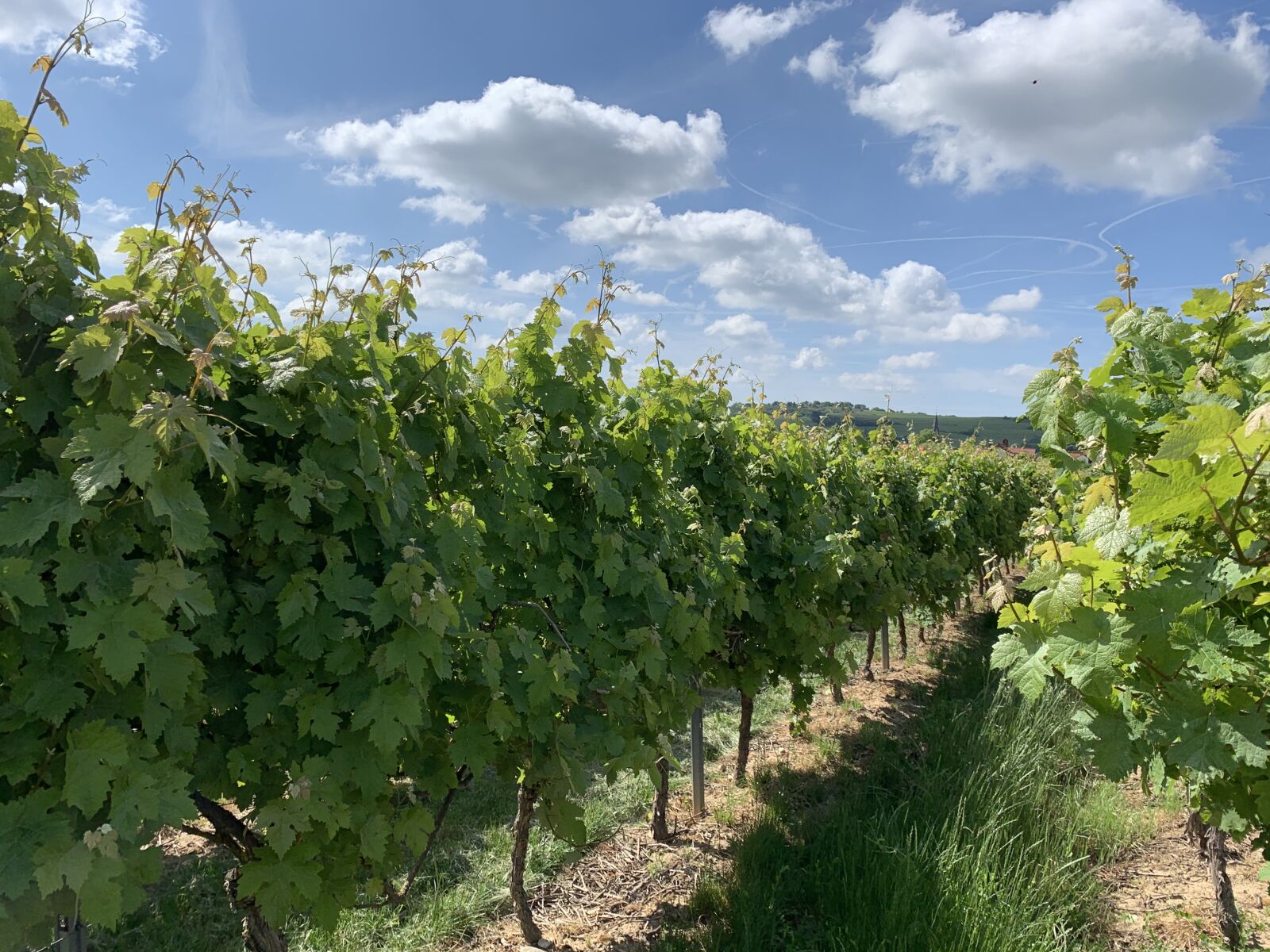 Apple iPhone XR sample photo. Wine, vineyard, grapes photography