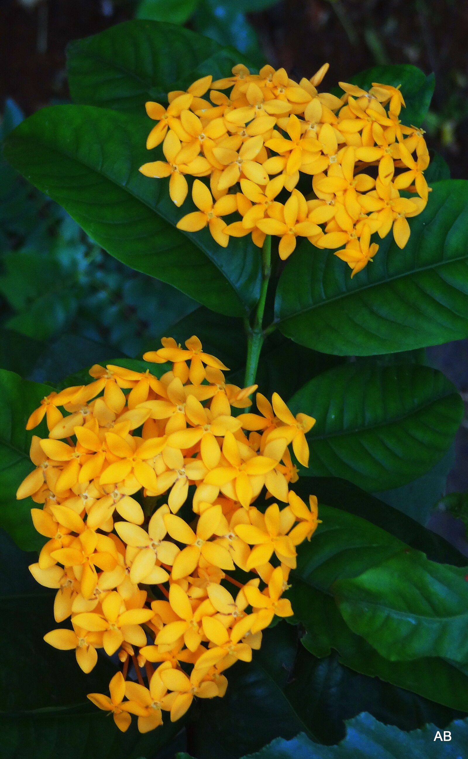 Sony Cyber-shot DSC-HX9V sample photo. Golden, yellow photography