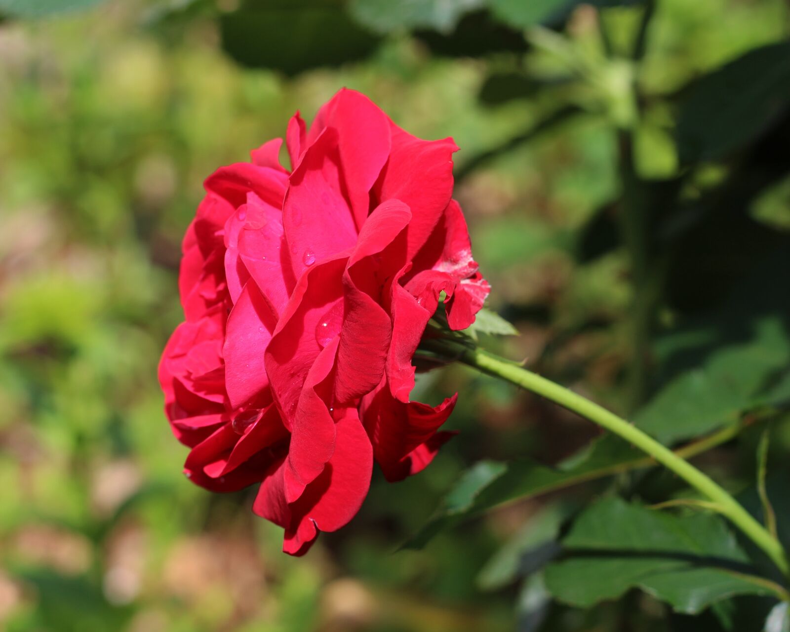Canon EOS 700D (EOS Rebel T5i / EOS Kiss X7i) sample photo. Deep pink, magenta, pink photography