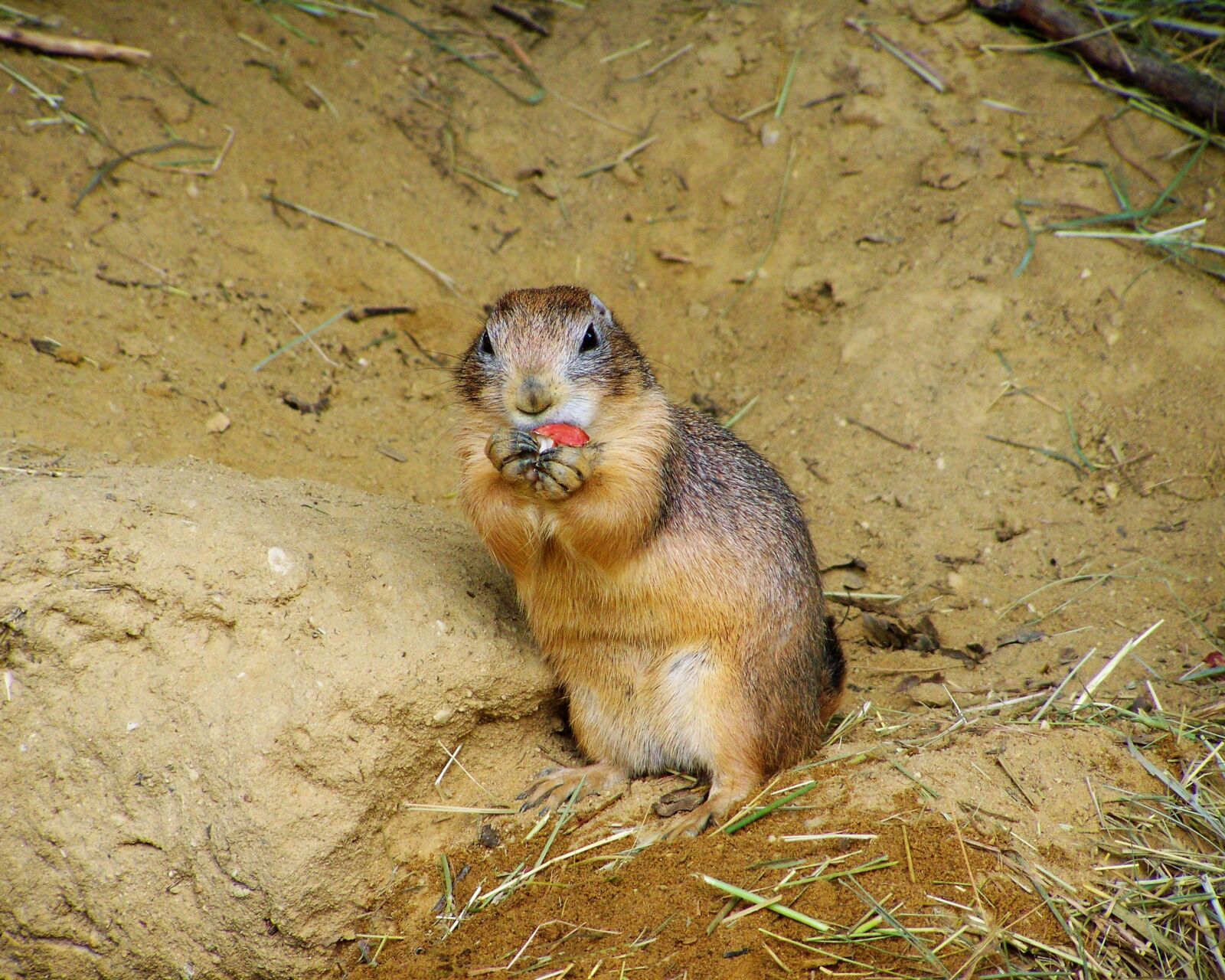 Kodak EASYSHARE ZD710 ZOOM DIGITAL CAMERA sample photo. Prairie dog, mammal, residential photography