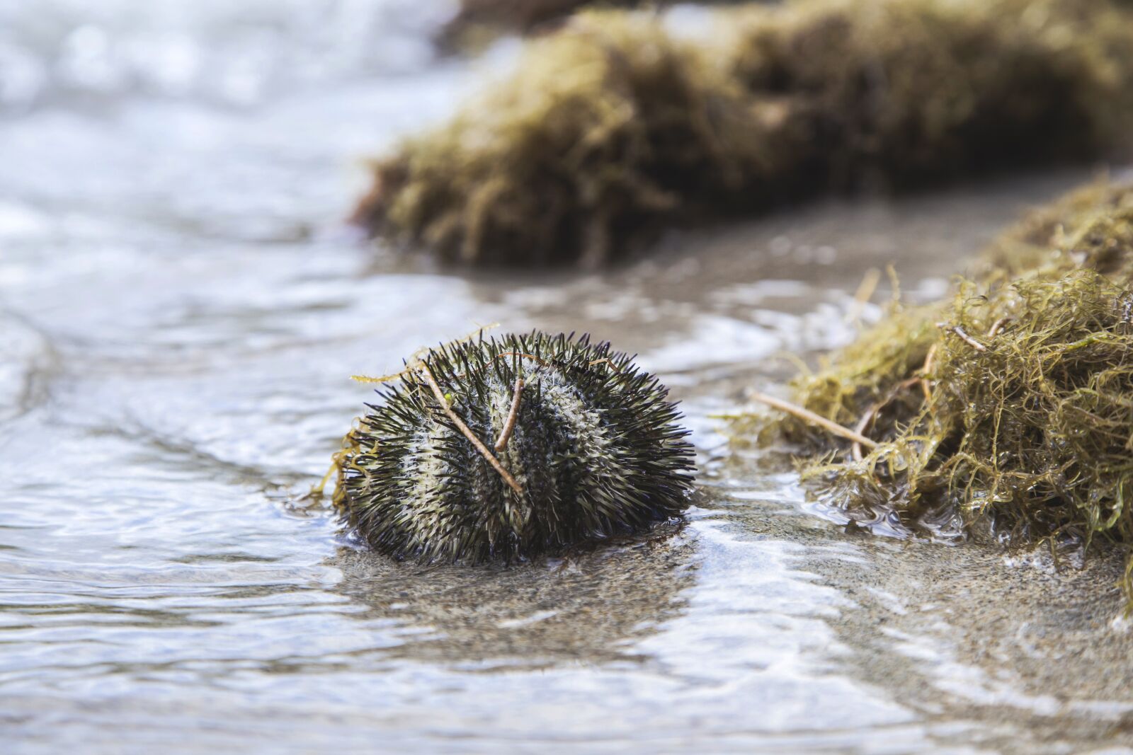 Canon EOS 6D + Canon EF 24-105mm F4L IS USM sample photo. Star, fish, starfish photography