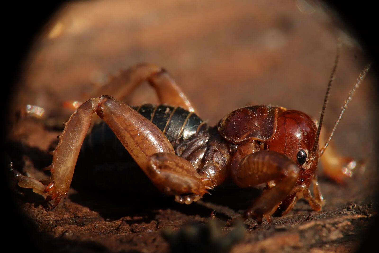 Canon EF-M 15-45mm F3.5-6.3 IS STM sample photo. Insect, nature, cricket photography
