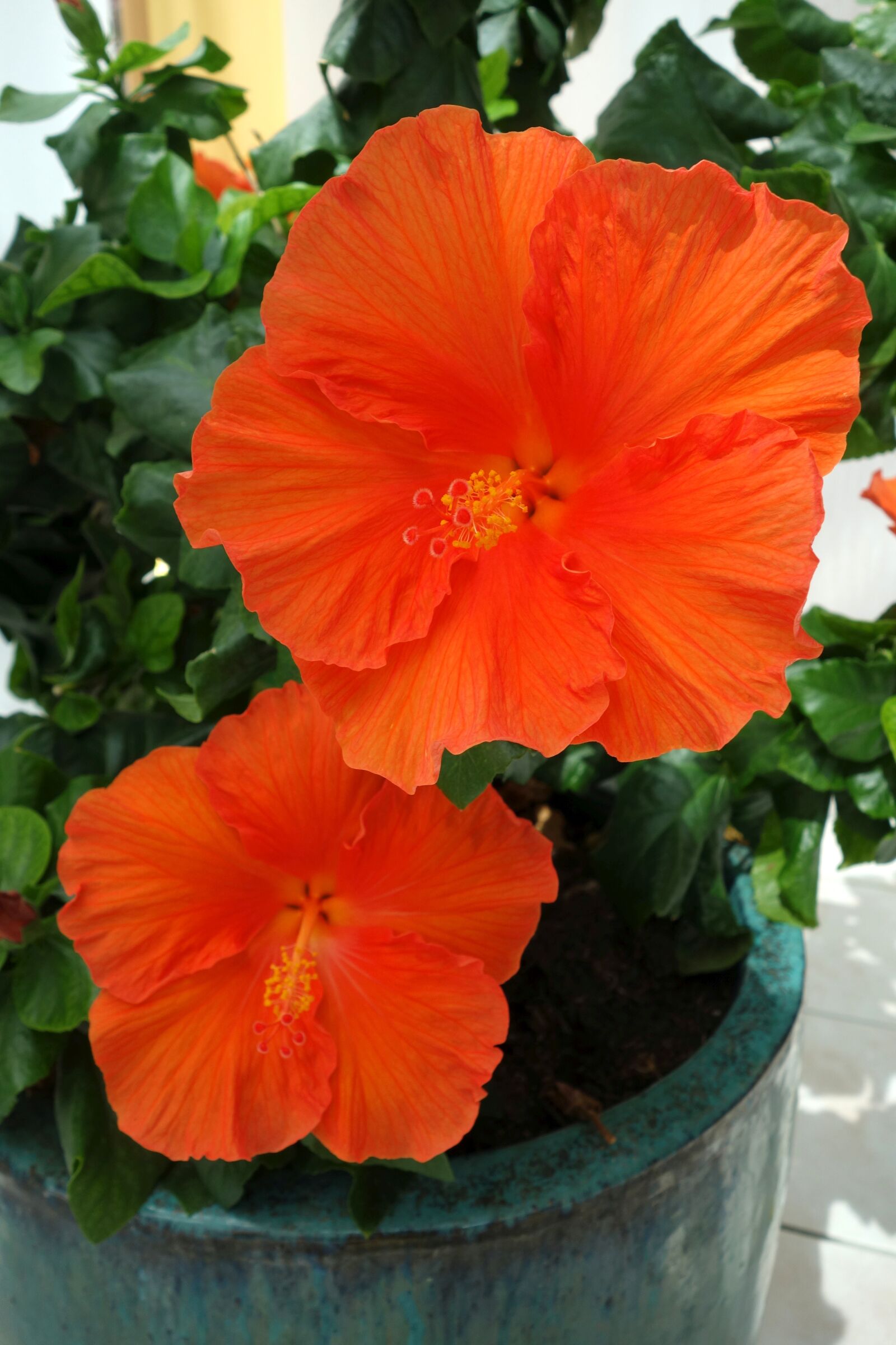 Sony Cyber-shot DSC-RX100 sample photo. Hibiscus, plant, winter garden photography