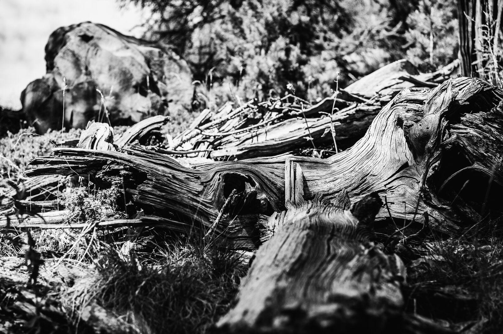 Nikon D300S sample photo. Tree, nature, landscape photography