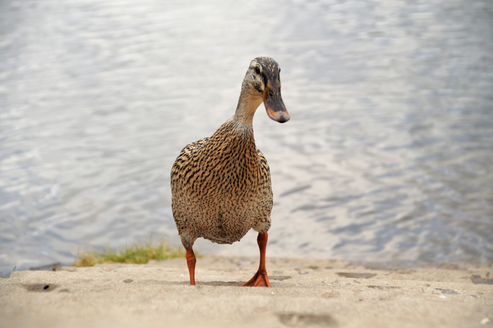 Sony SLT-A58 sample photo. Duck, wild, water photography