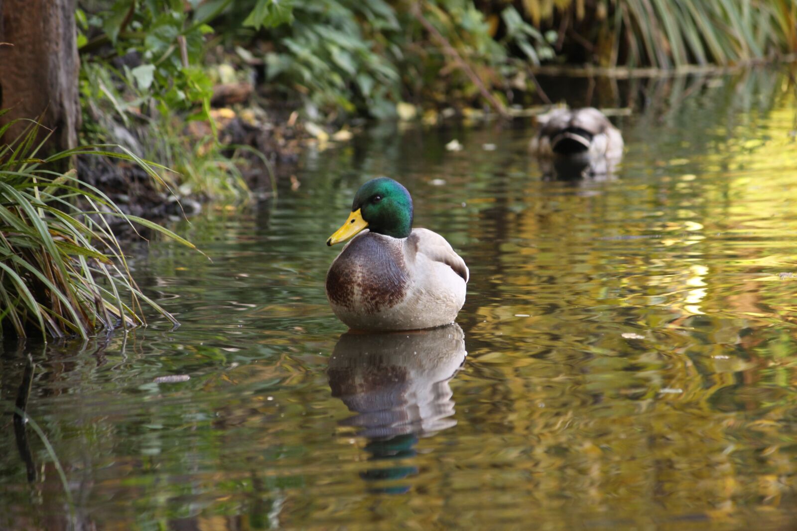 Canon EOS 50D sample photo. Animals, bird, duck photography