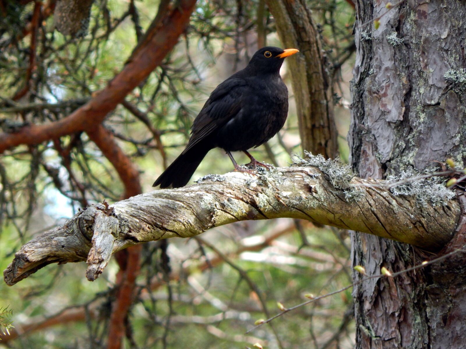 Nikon Coolpix L820 sample photo. Espoo, forest, bird photography