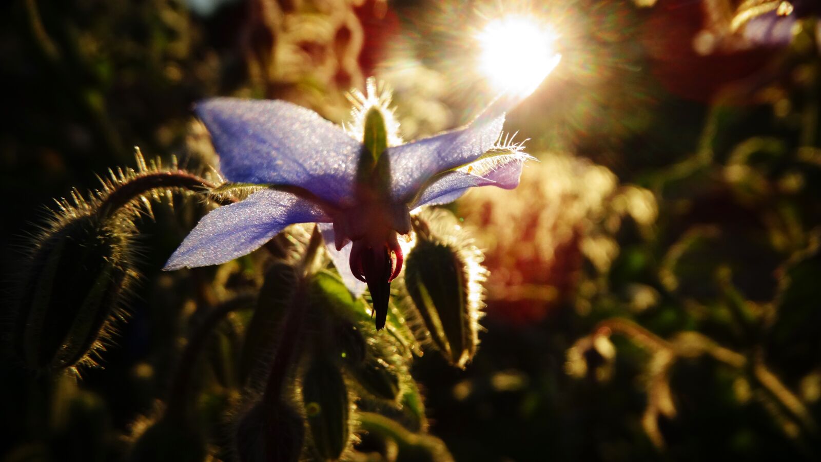 Sony Cyber-shot DSC-HX300 sample photo. Flower, sunrise, plant photography