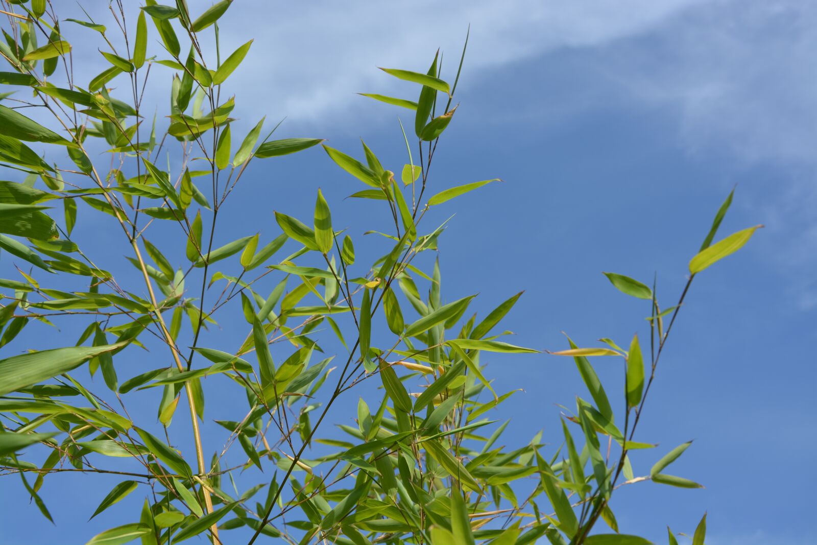 Nikon D5200 sample photo. Bamboo, au gratin, plant photography