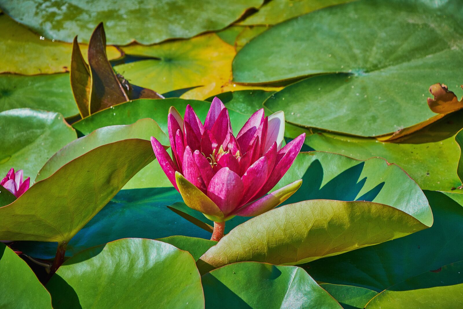 Nikon D7200 sample photo. Water lily, flower, water photography