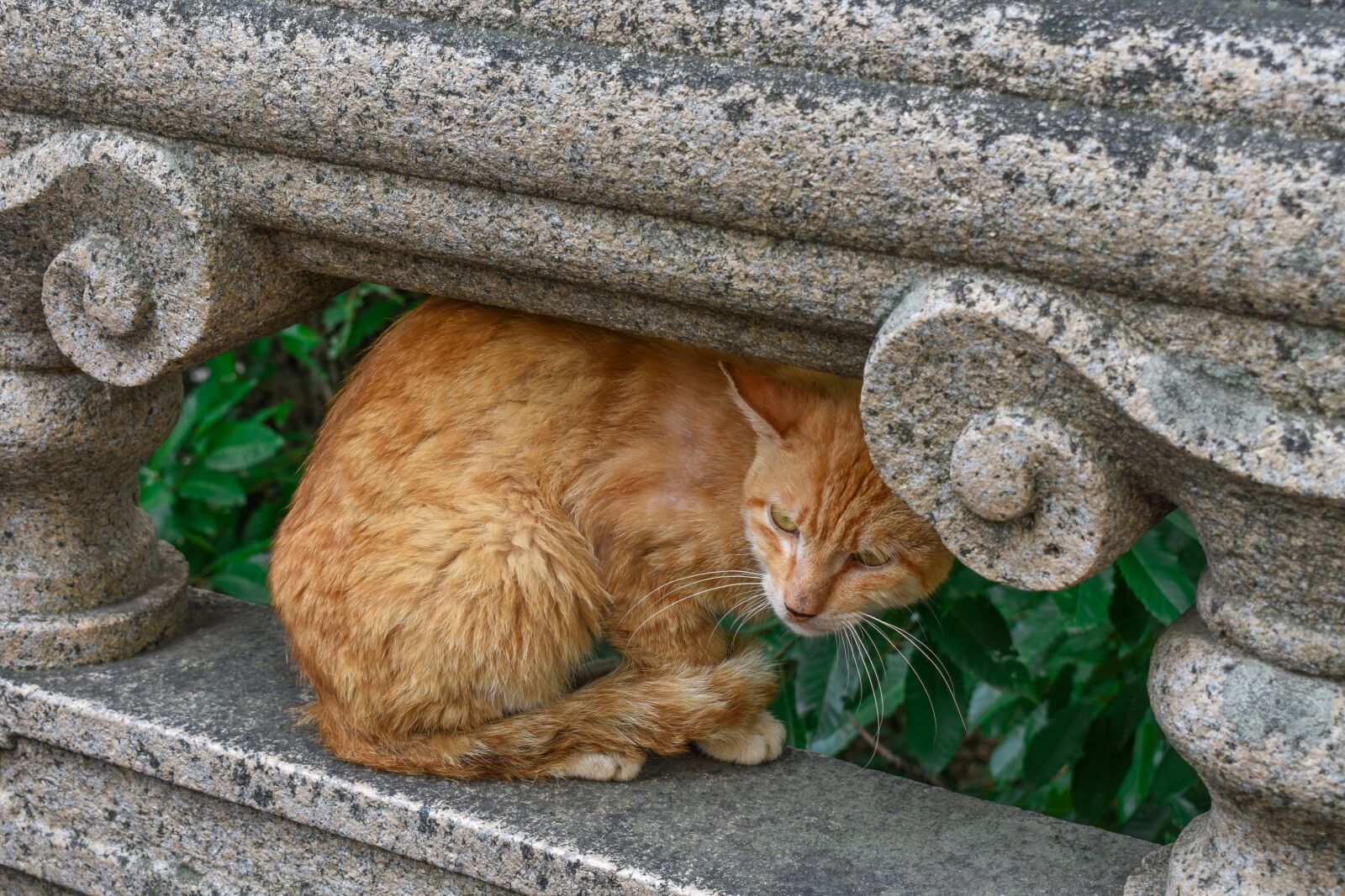 Nikon D3400 sample photo. Cat, pet, stone photography