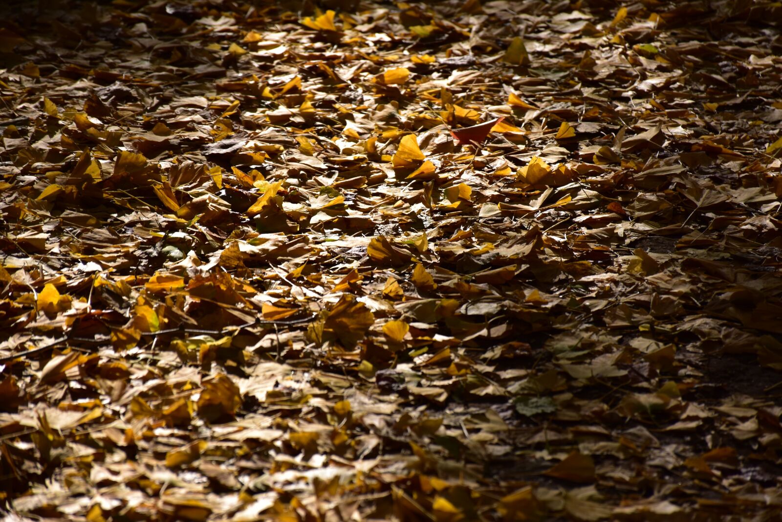 Nikon D5600 sample photo. Background, natural, texture photography