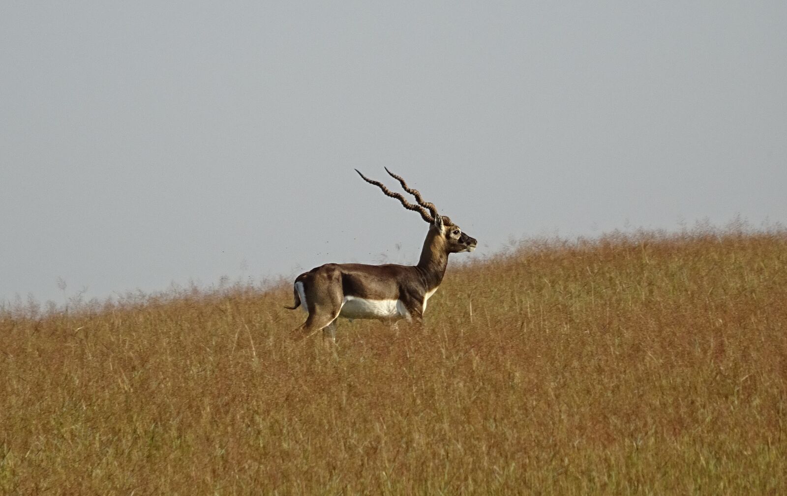Sony DSC-HX60V sample photo. Blackbuck, antelope, wild photography